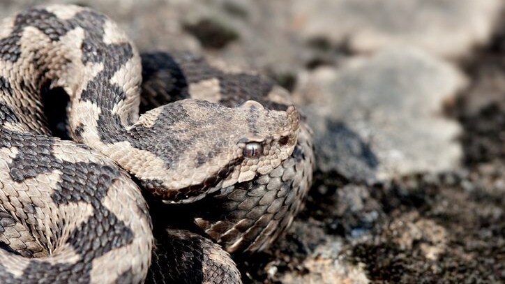 vipera