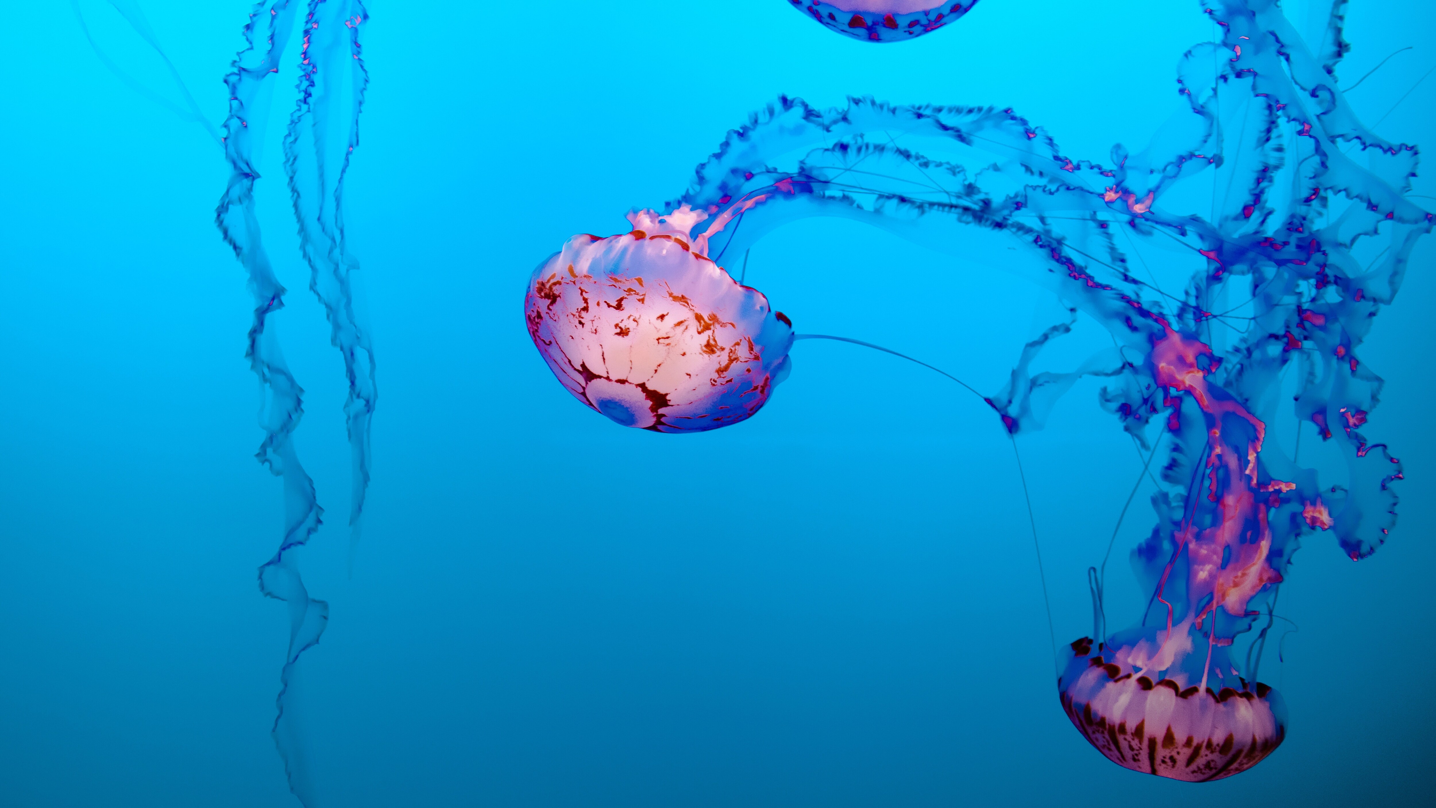 curiosità sulle meduse
