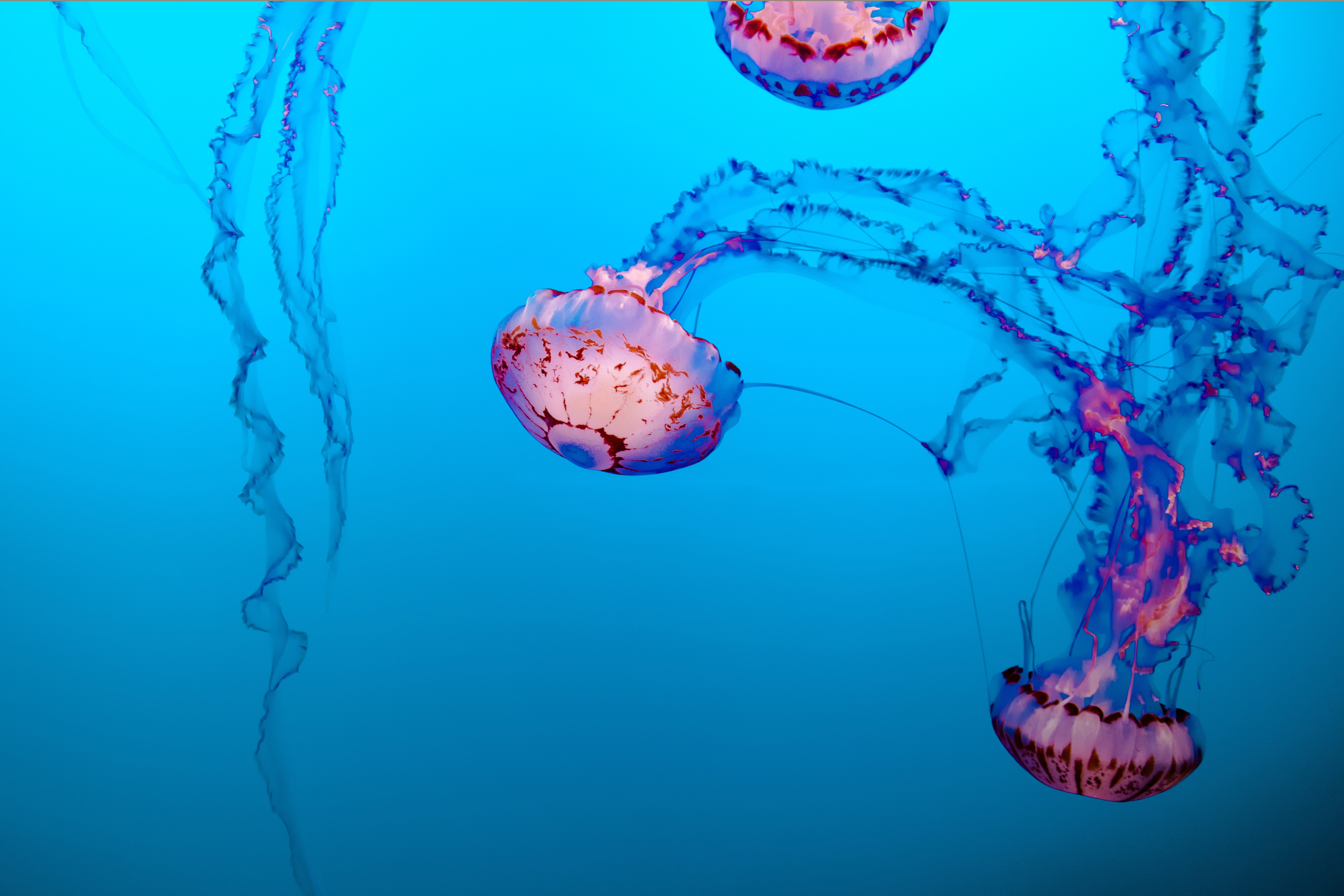 curiosità sulle meduse