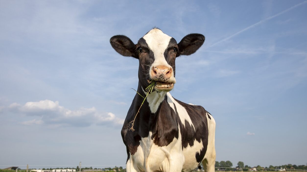 mucca