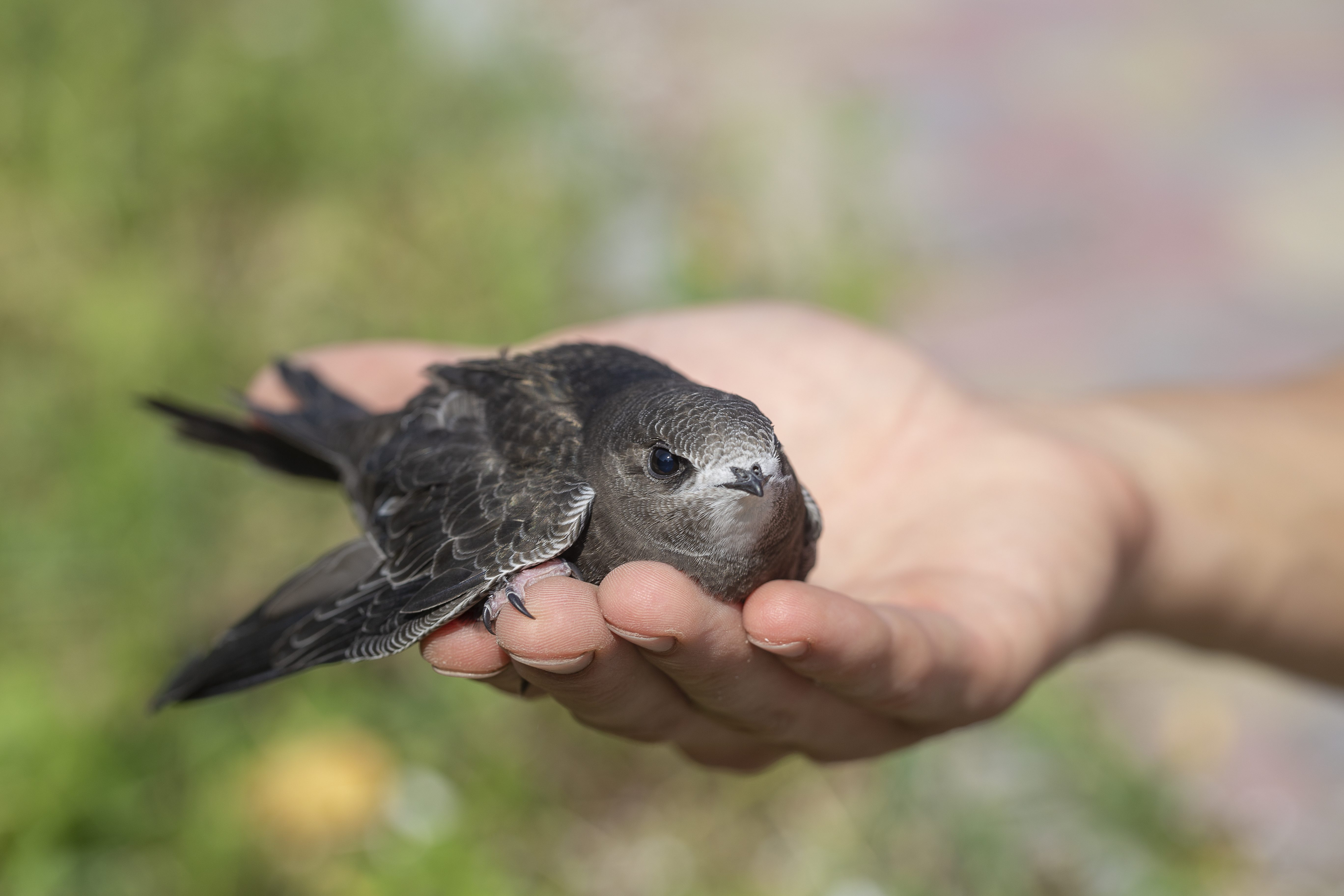 Chi è il rondone? Lisa ci porta alla scoperta di questo incredibile uccello