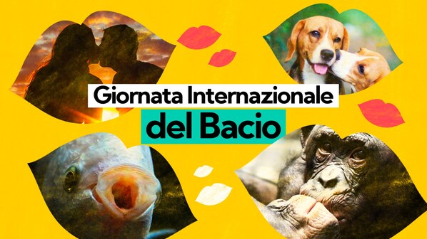 Immagine