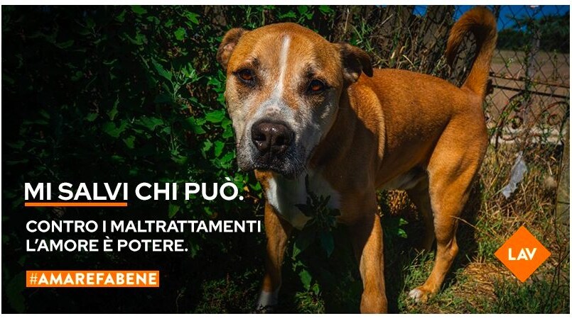 Immagine