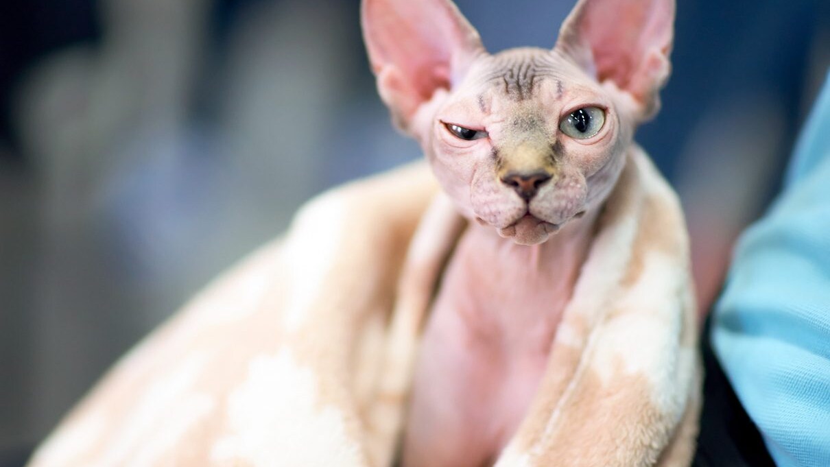 come lavare il gatto sphynx