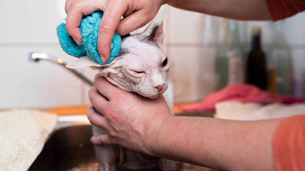 come lavare lo sphynx