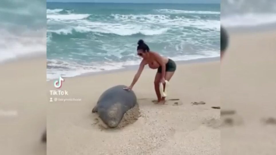 foca-monaca-hawaii
