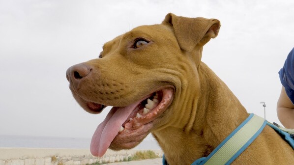 kei pittbull