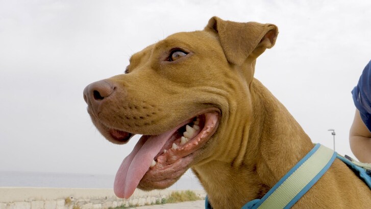 kei pittbull