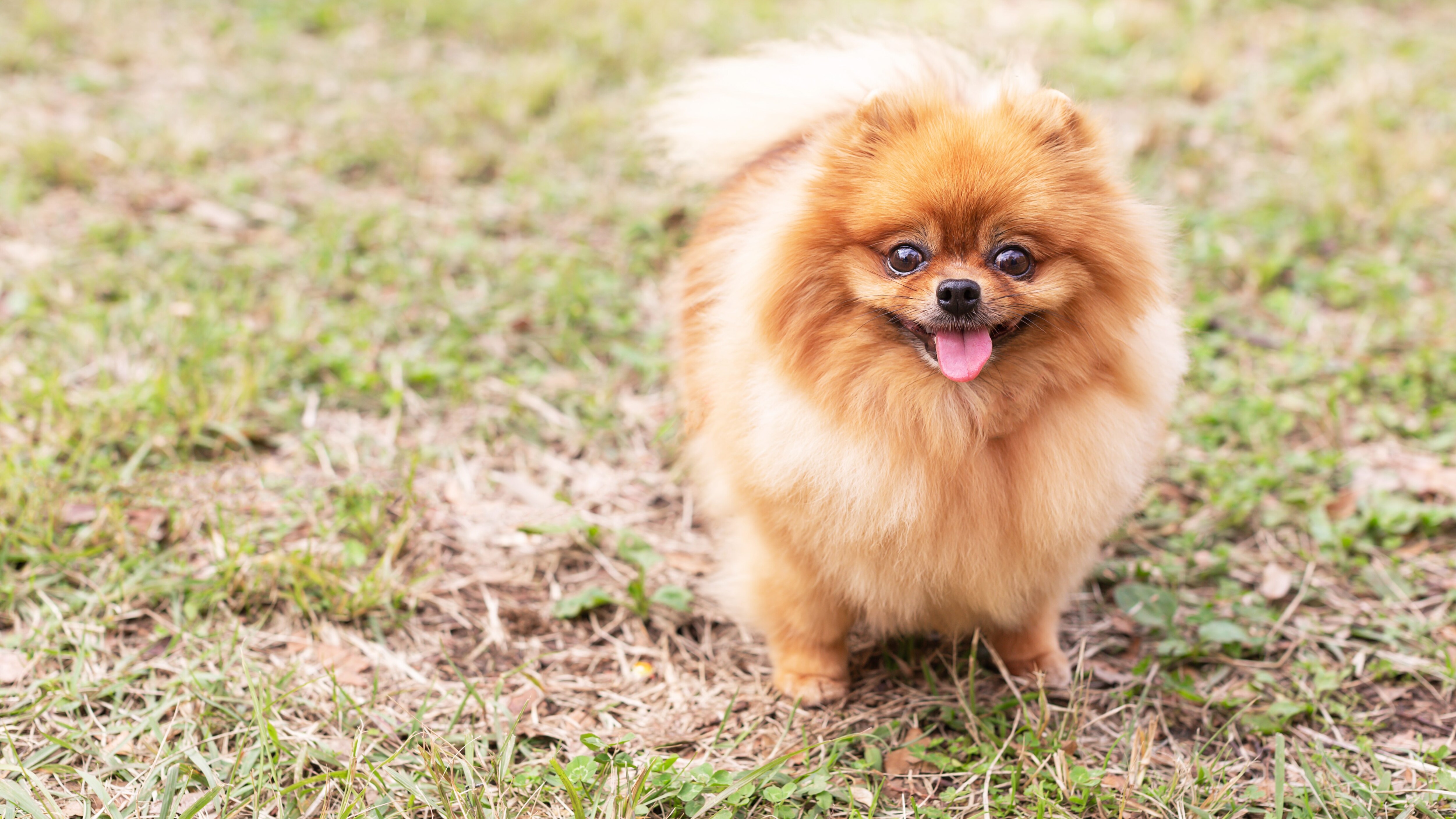 volpino di pomerania