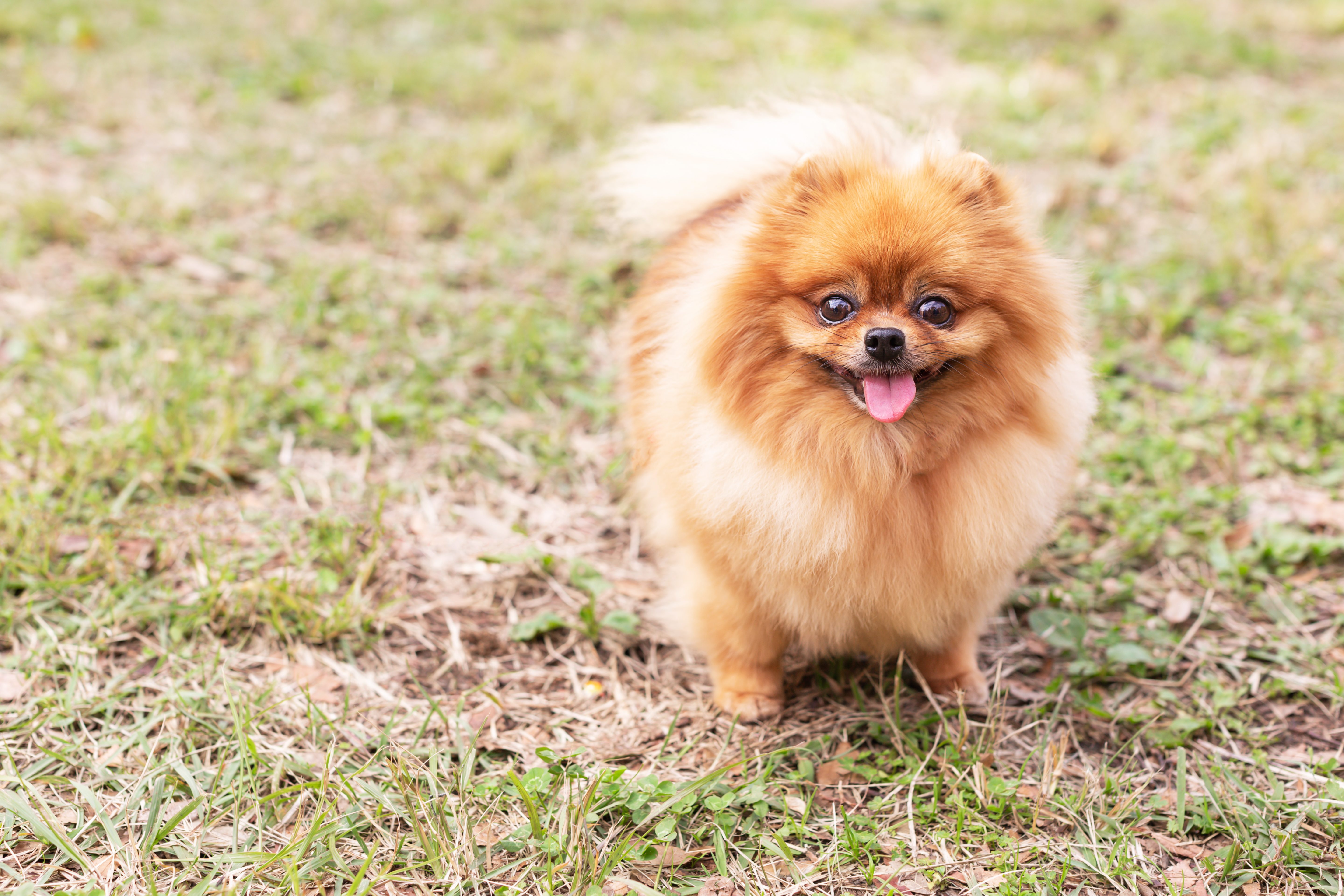 volpino di pomerania
