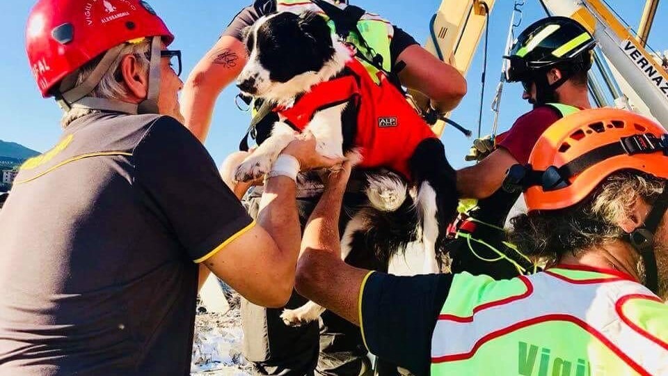 cani soccorritori ponte morandi