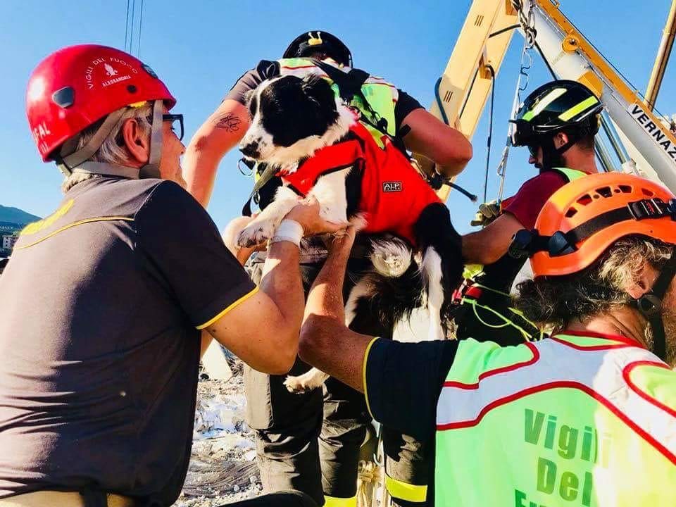 cani soccorritori ponte morandi