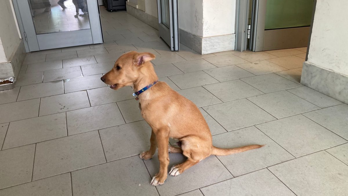 cucciolo incendio catania