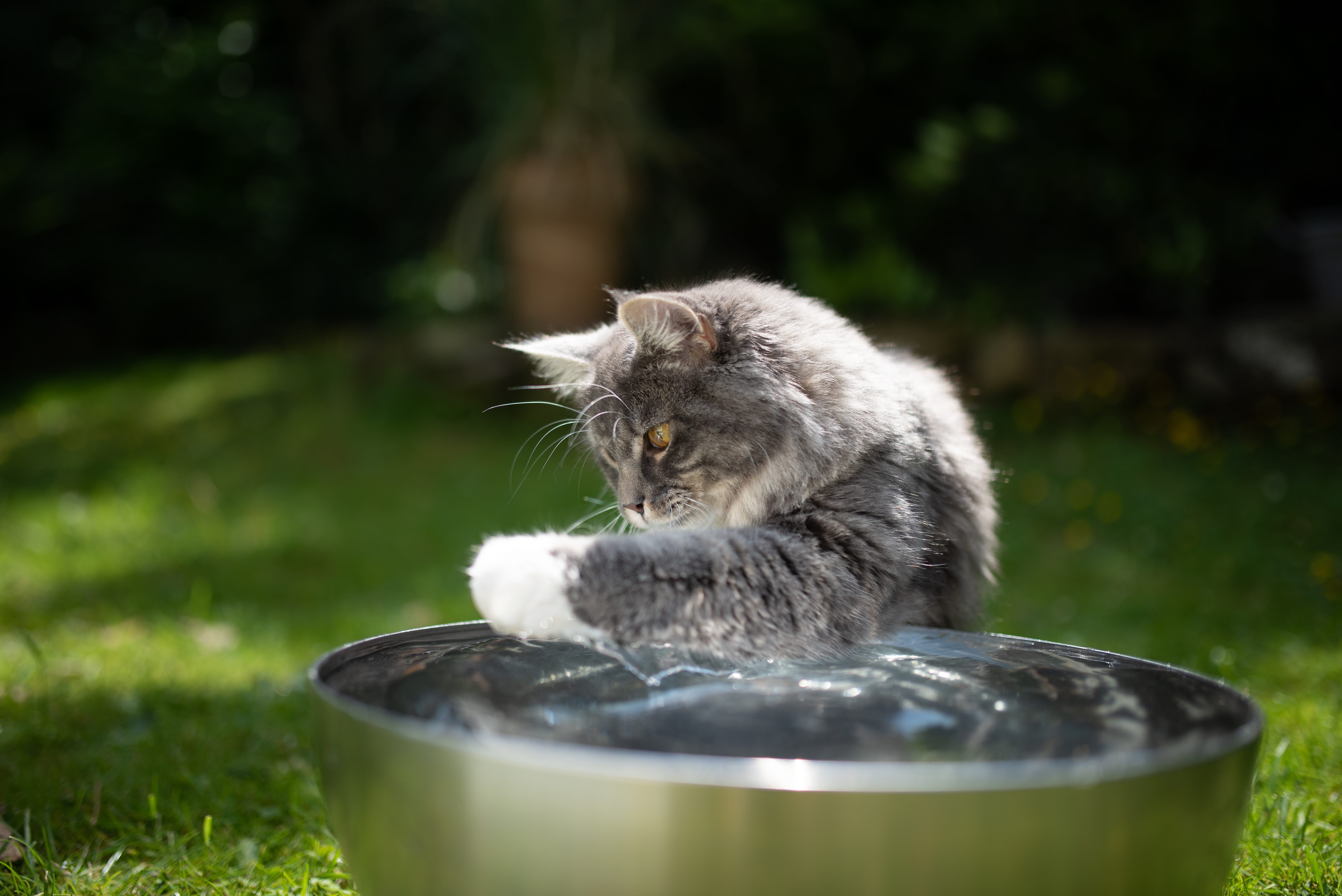 Perch il gatto vomita acqua? Perch il gatto vomita acqua?