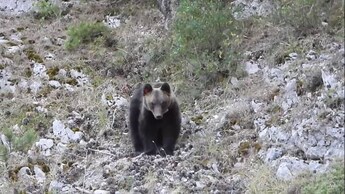 orso marsicano juan carrito