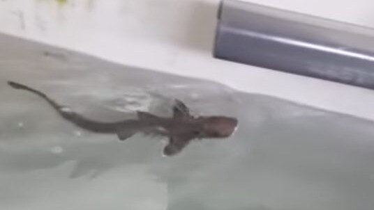 squalo palombo partenogenesi