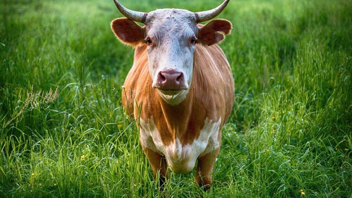 toro