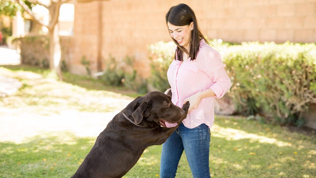 perché il cane salta addosso