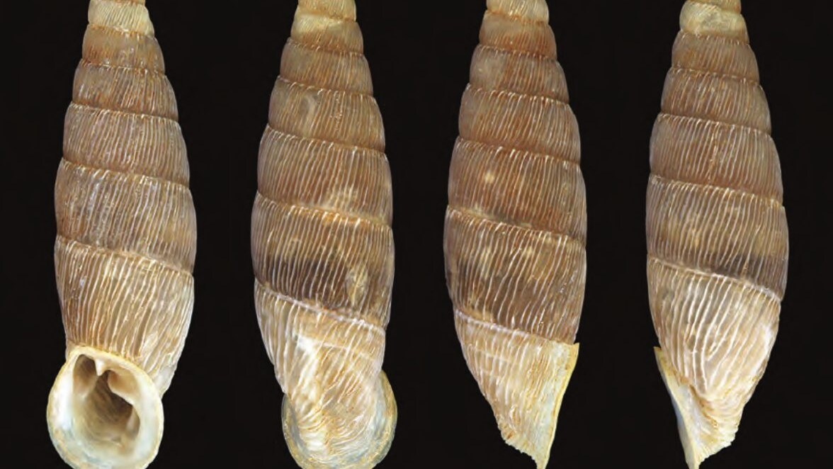 chiocciola isola femmine