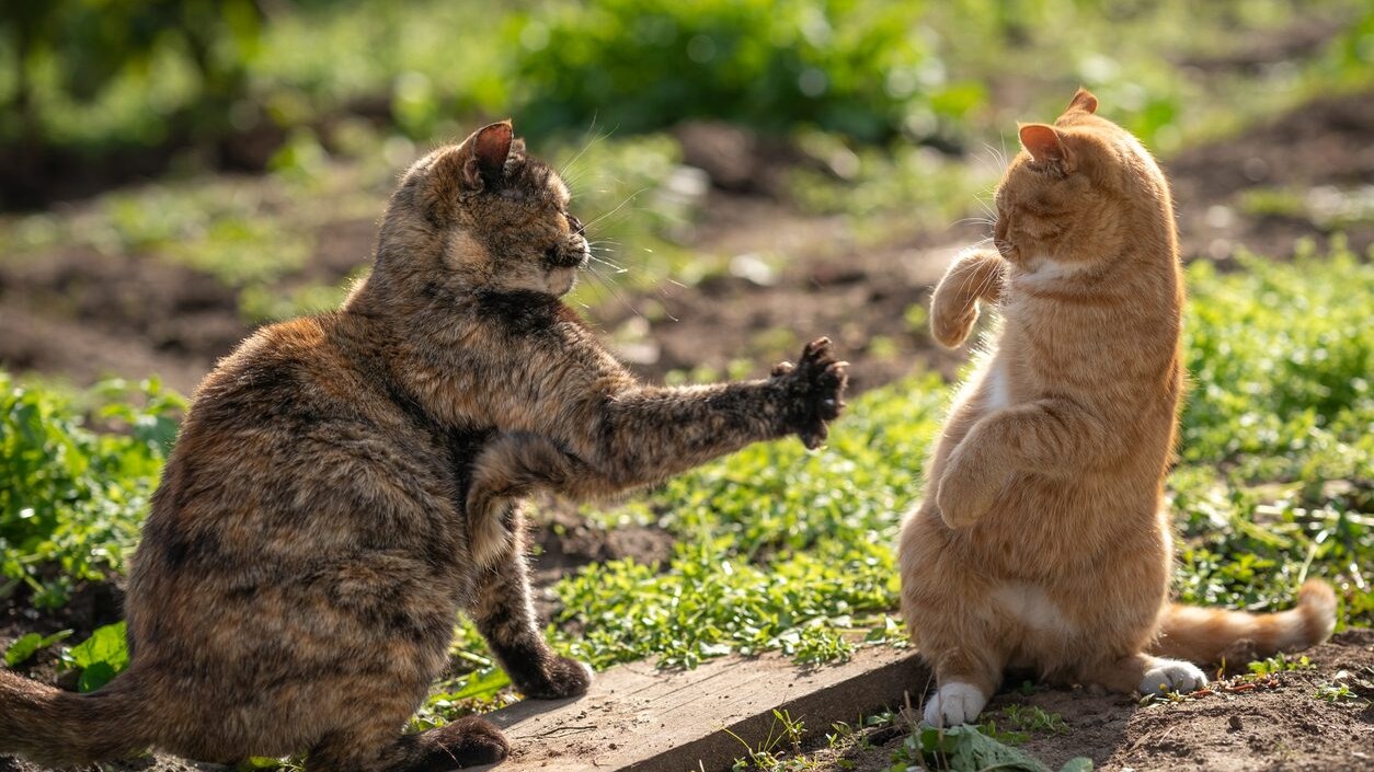 perché i gatti non vanno più d'accordo
