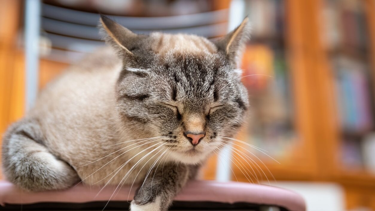 perché il gatto fa l'occhiolino