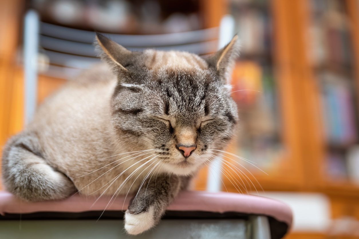 perché il gatto fa l'occhiolino