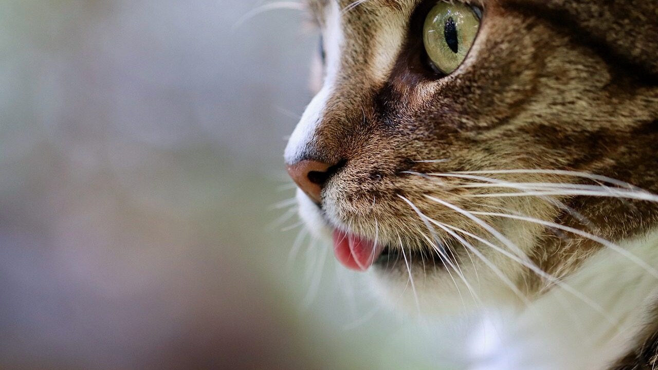 gatto lingua