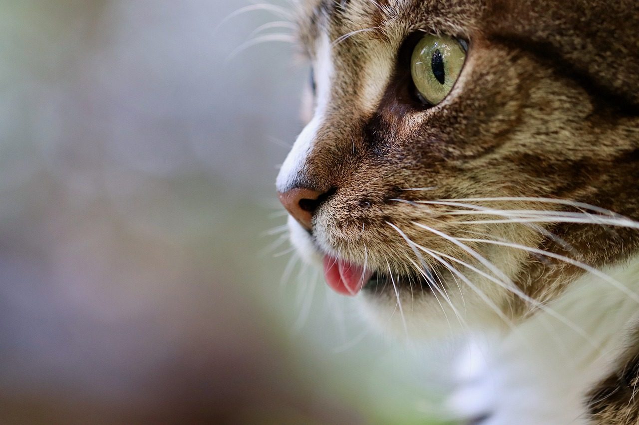 gatto lingua
