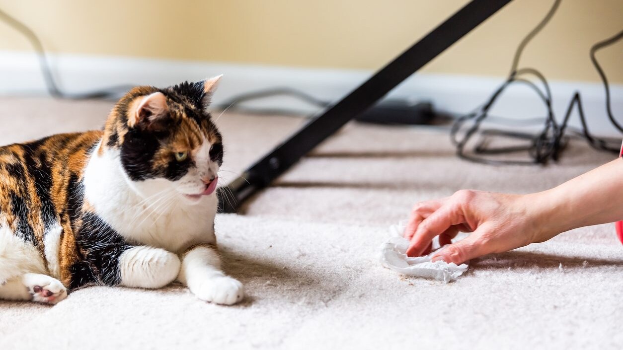 perché il gatto sterilizzato marca il territorio?
