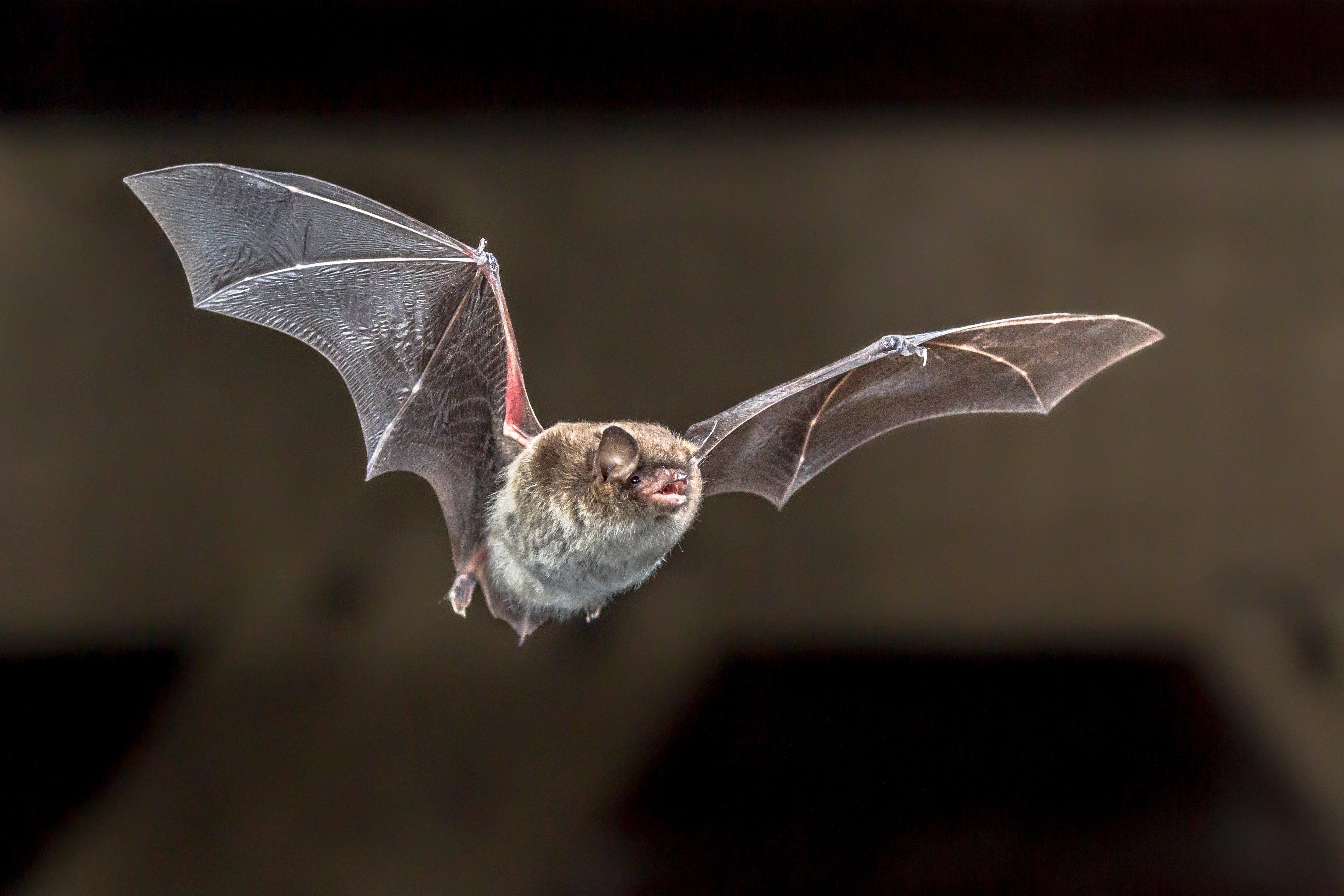 I Pipistrelli Chiroptera i-pipistrelli-chiroptera