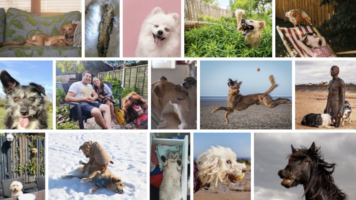 Comedy Pet Photo Awards