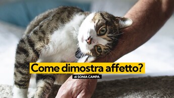 KODAMI-AFFETTO Gatto