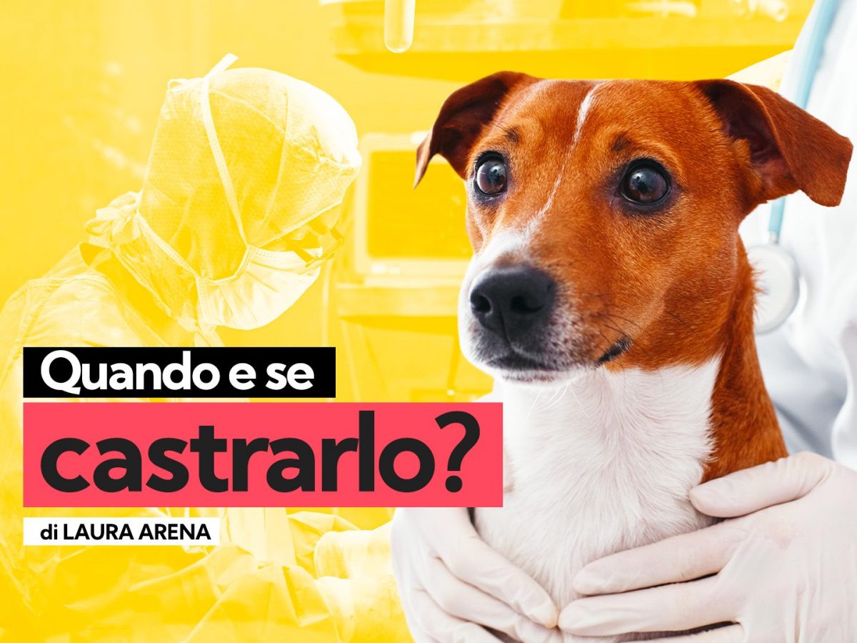 Castrazione del cane maschio vantaggi, svantaggi e falsi miti