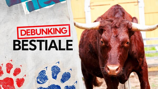 toro, foto copertina | Kodami