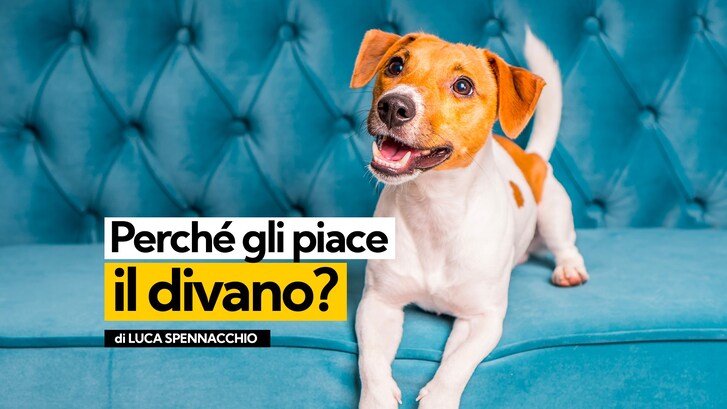 Immagine