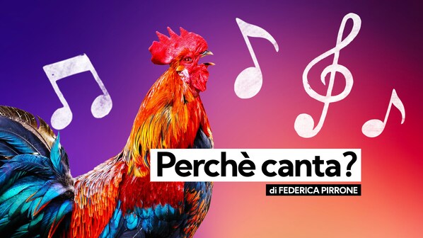 KODAMI-GALLO Canta