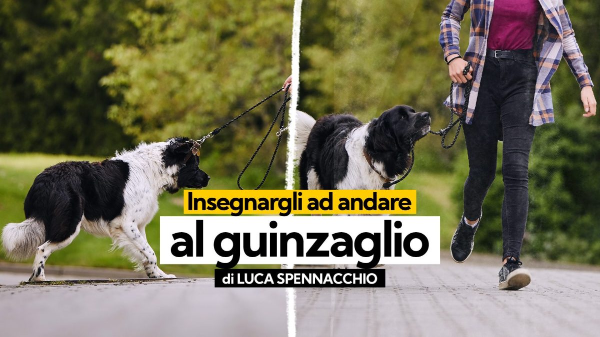 KODAMI-GUINZAGLIO Cane