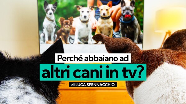 Kodami Spennacchio perché il mio cane abbia tv