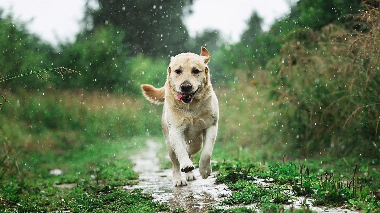 perché i cani puzzano quando sono bagnati