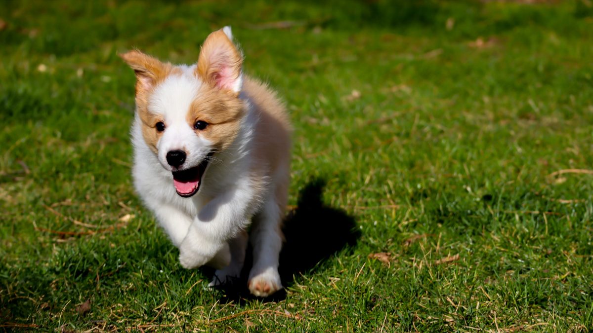 perché il cane corre dopo la cacca