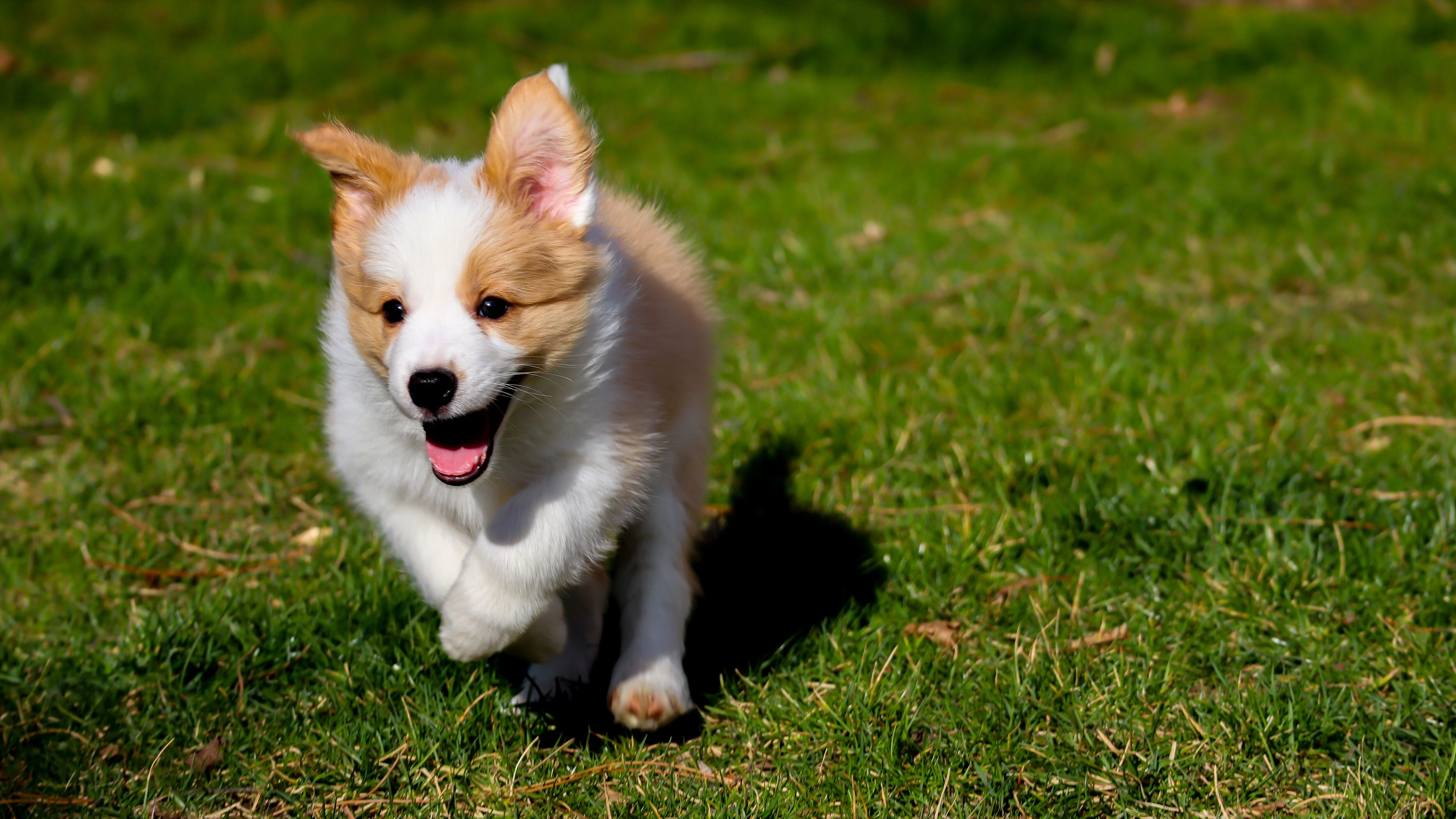 perché il cane corre dopo la cacca