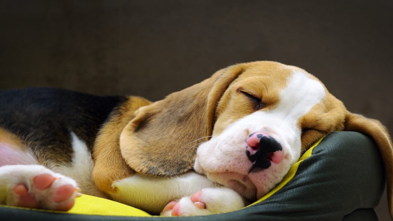 perché i cani dormono acciambellati