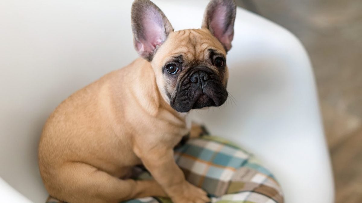 perché il cane fa le puzzette