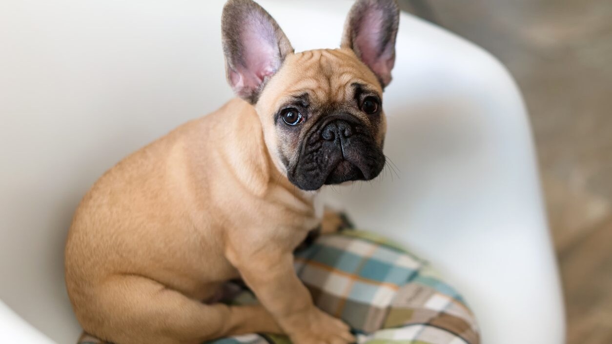 perché il cane fa le puzzette