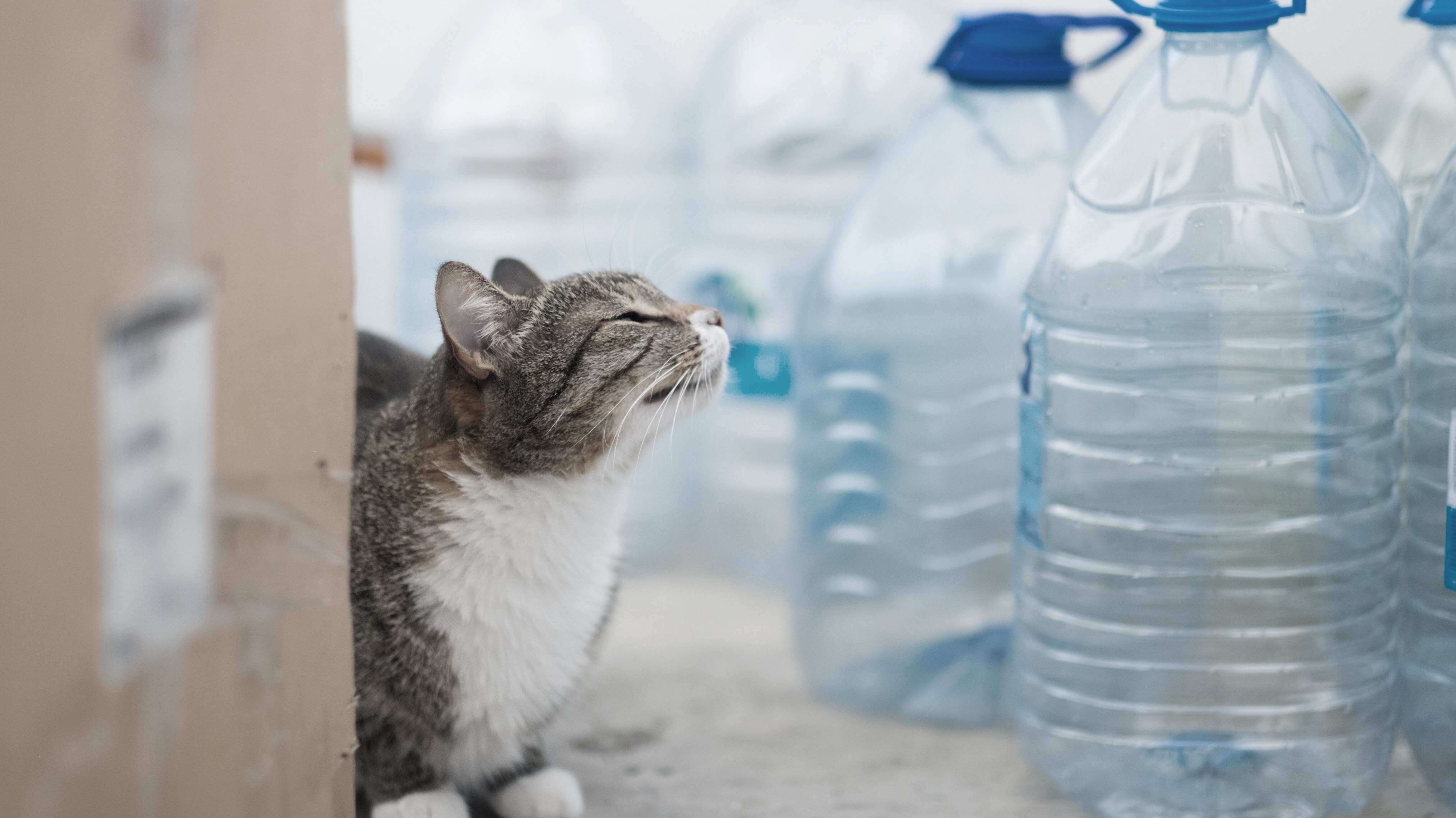 gatto, foto copertina | Kodami