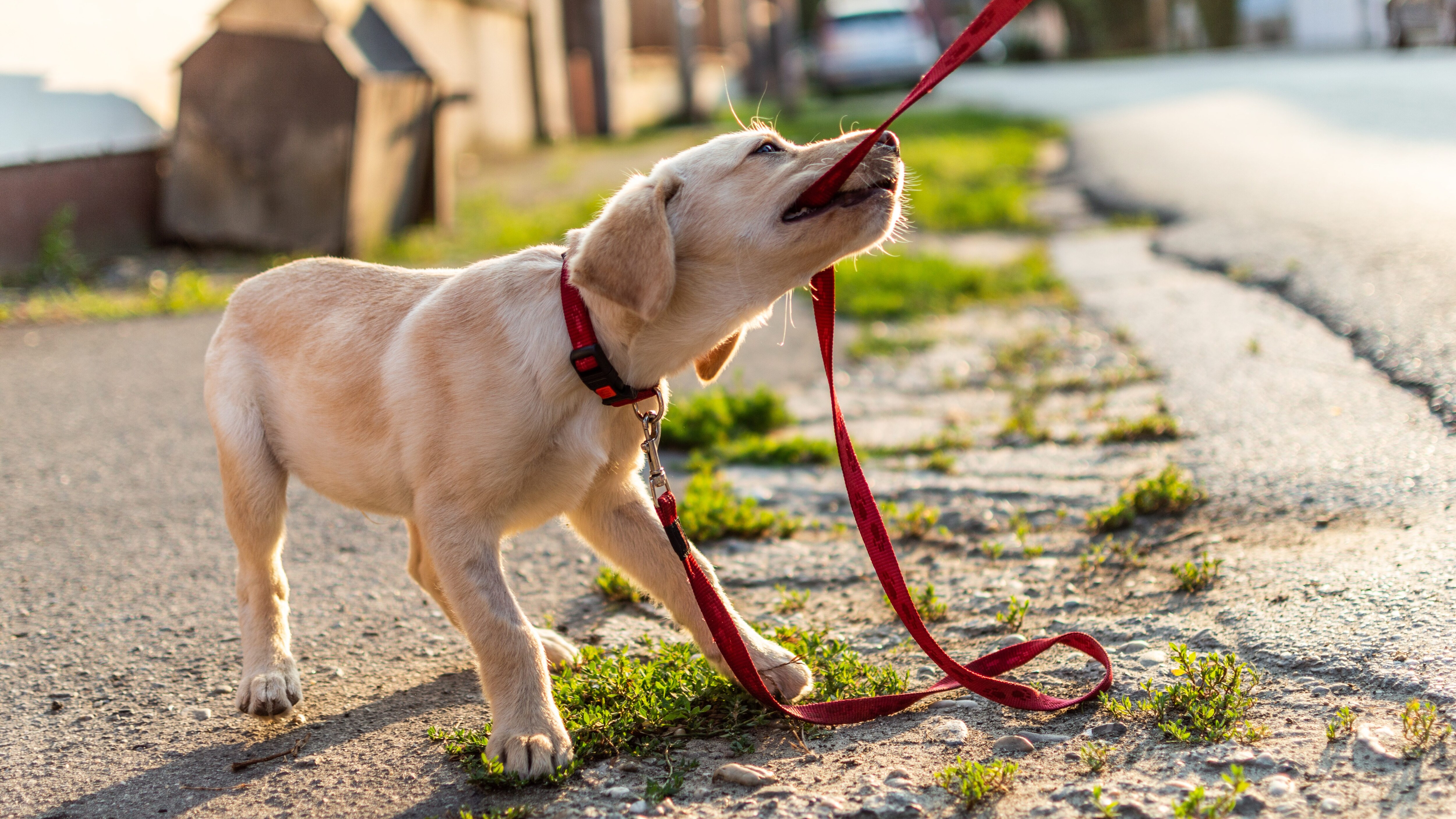 cane guinzaglio