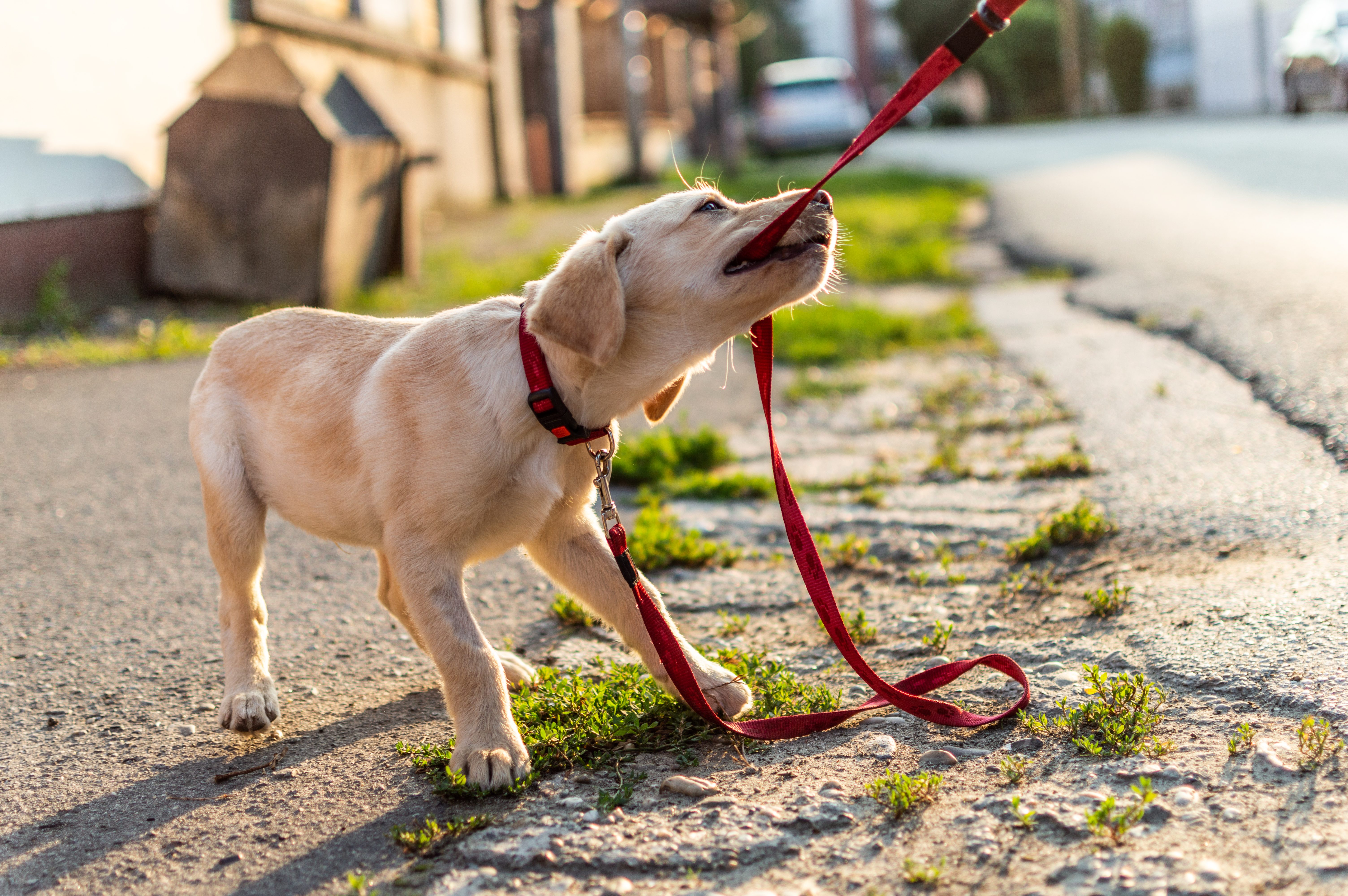 cane guinzaglio