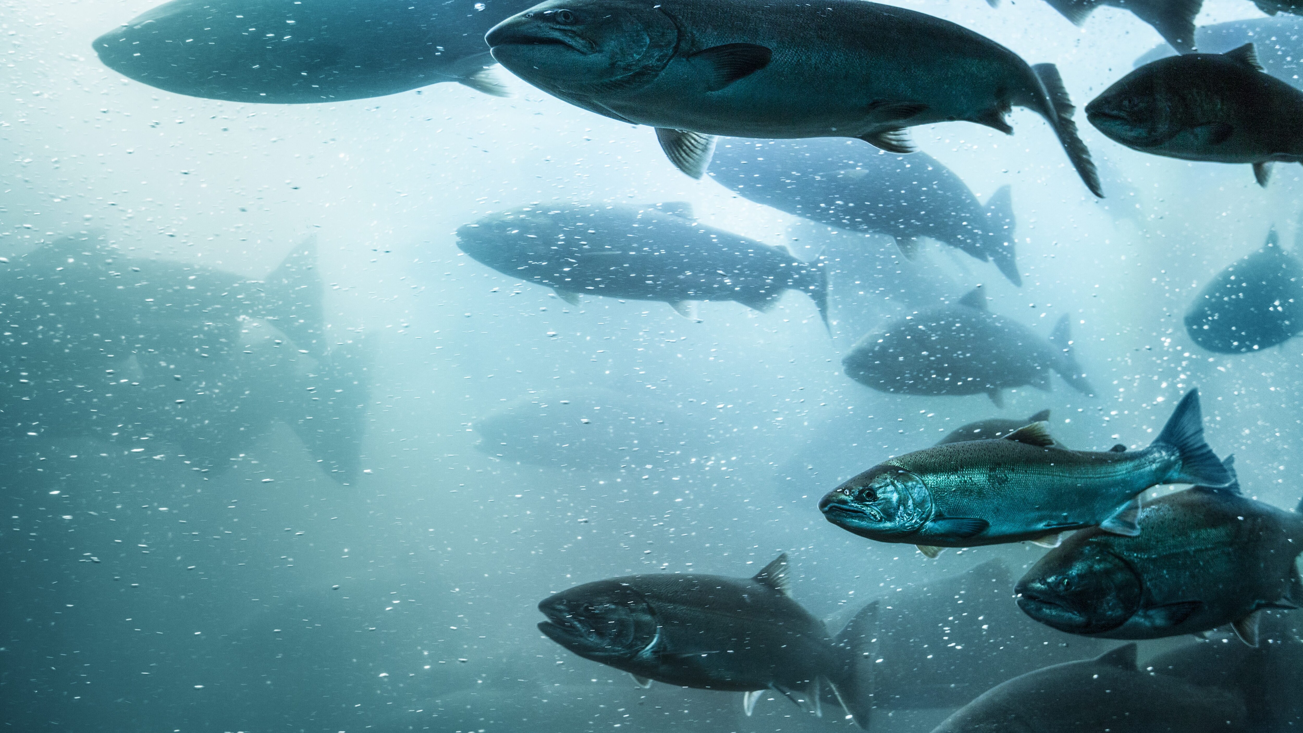 pesci, foto copertina | Kodami