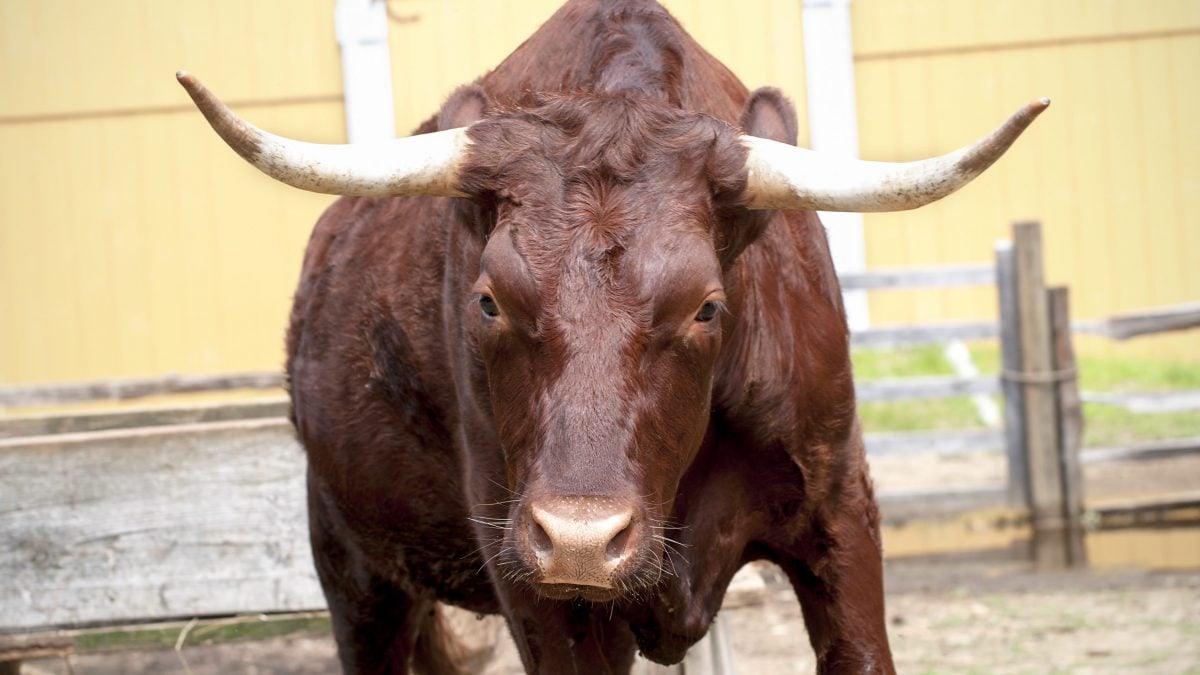 toro, foto copertina | Kodami