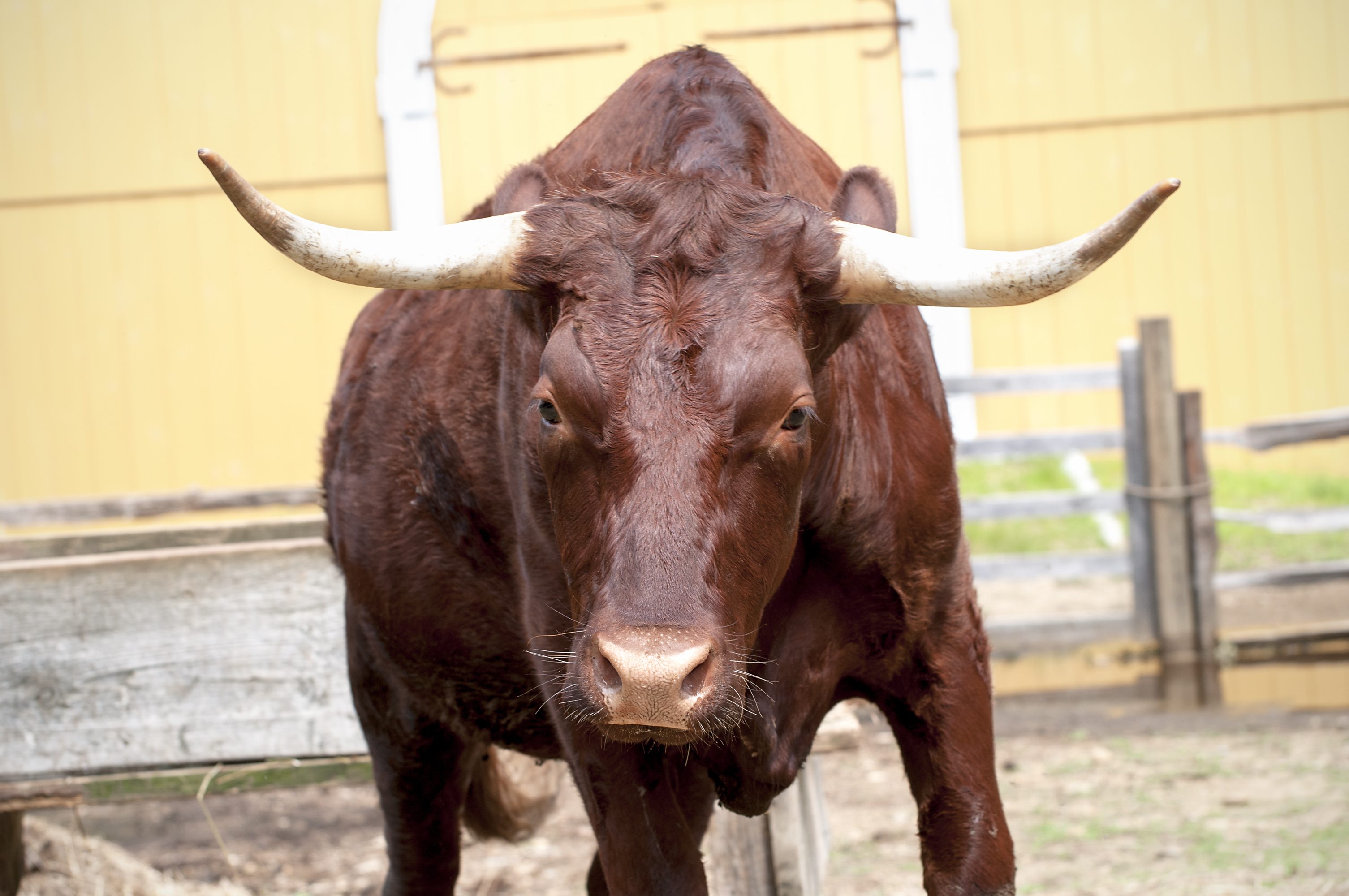 toro, foto copertina | Kodami